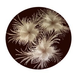 Silver Three Feathers Round Placemat with Burgundy background